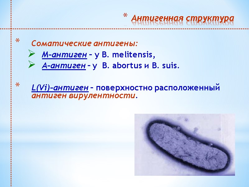 Антигенная структура  Соматические антигены: М-антиген – у В. melitensis, А-антиген – у 